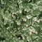 12 Dark Green Artificial Ivy Privacy Screen Fence Wall Panels Party Decorations